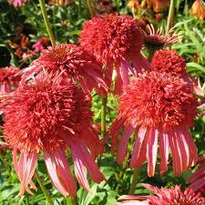 Třapatkovka nachová 'Guava Ice' - Echinacea purpurea 'Guava Ice'