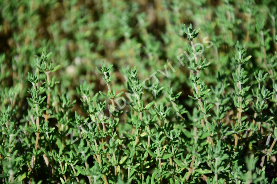 Mateřídouška 'Orangen Thymian' - Thymus citriodorus 'Orangen Thymian'