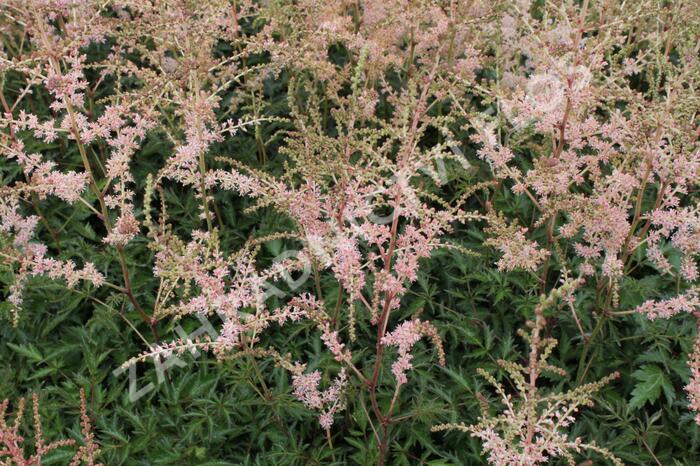 Čechrava 'Hennie Graafland' - Astilbe simplicifolia 'Hennie Graafland'