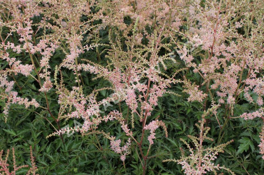 Čechrava 'Hennie Graafland' - Astilbe simplicifolia 'Hennie Graafland'