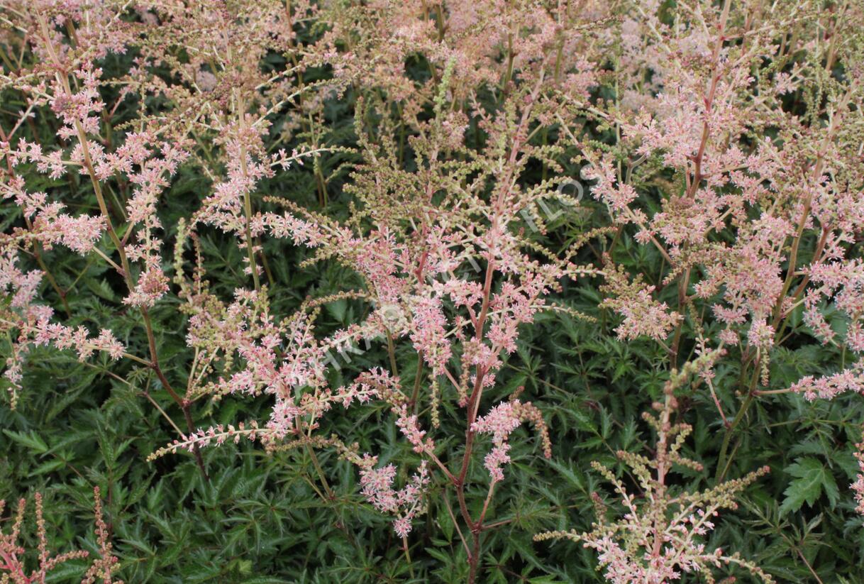 Čechrava jednoducholistá 'Hennie Graafland' - Astilbe simplicifolia 'Hennie Graafland'
