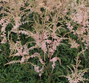 Čechrava 'Hennie Graafland' - Astilbe simplicifolia 'Hennie Graafland'