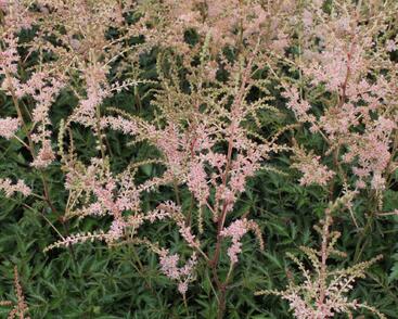 Čechrava jednoducholistá 'Hennie Graafland'