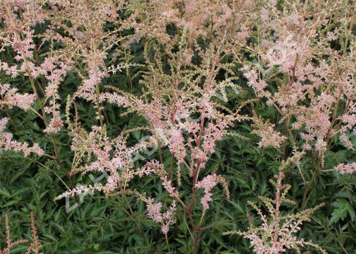Čechrava 'Hennie Graafland' - Astilbe simplicifolia 'Hennie Graafland'