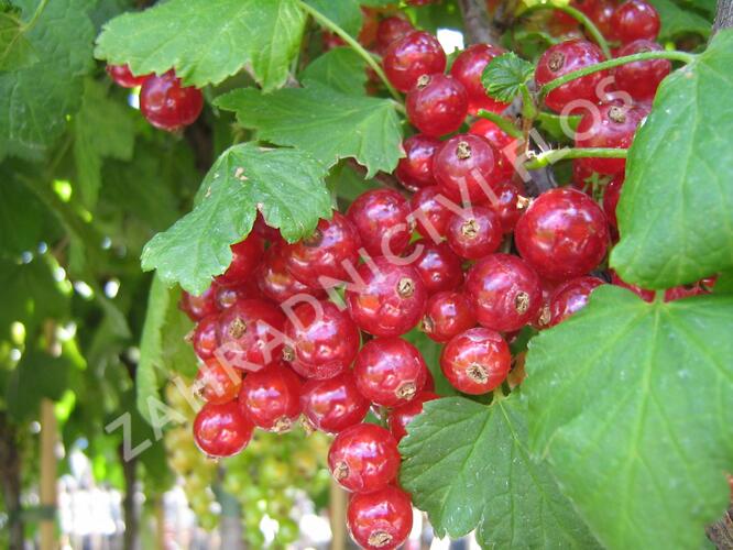 Rybíz červený 'Losan' - Ribes rubrum 'Losan'