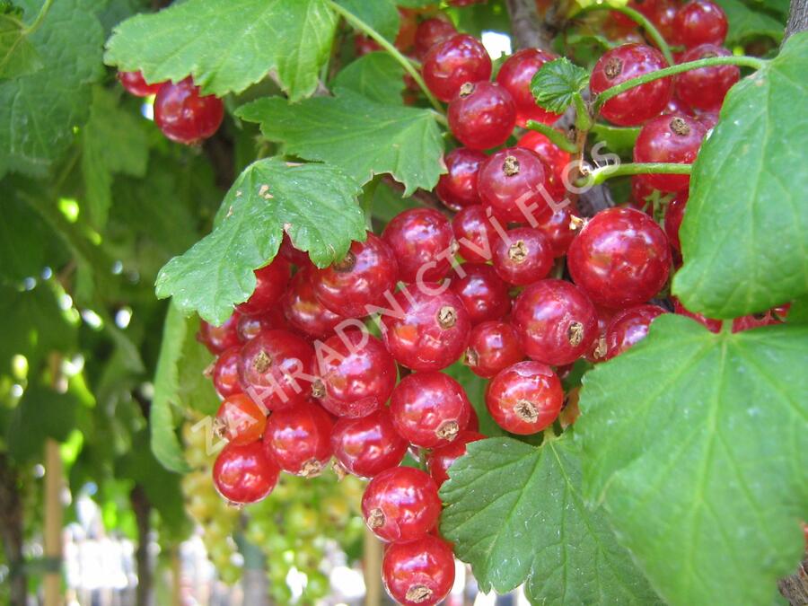 Rybíz červený 'Losan' - Ribes rubrum 'Losan'