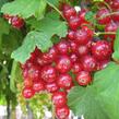 Rybíz červený 'Losan' - Ribes rubrum 'Losan'