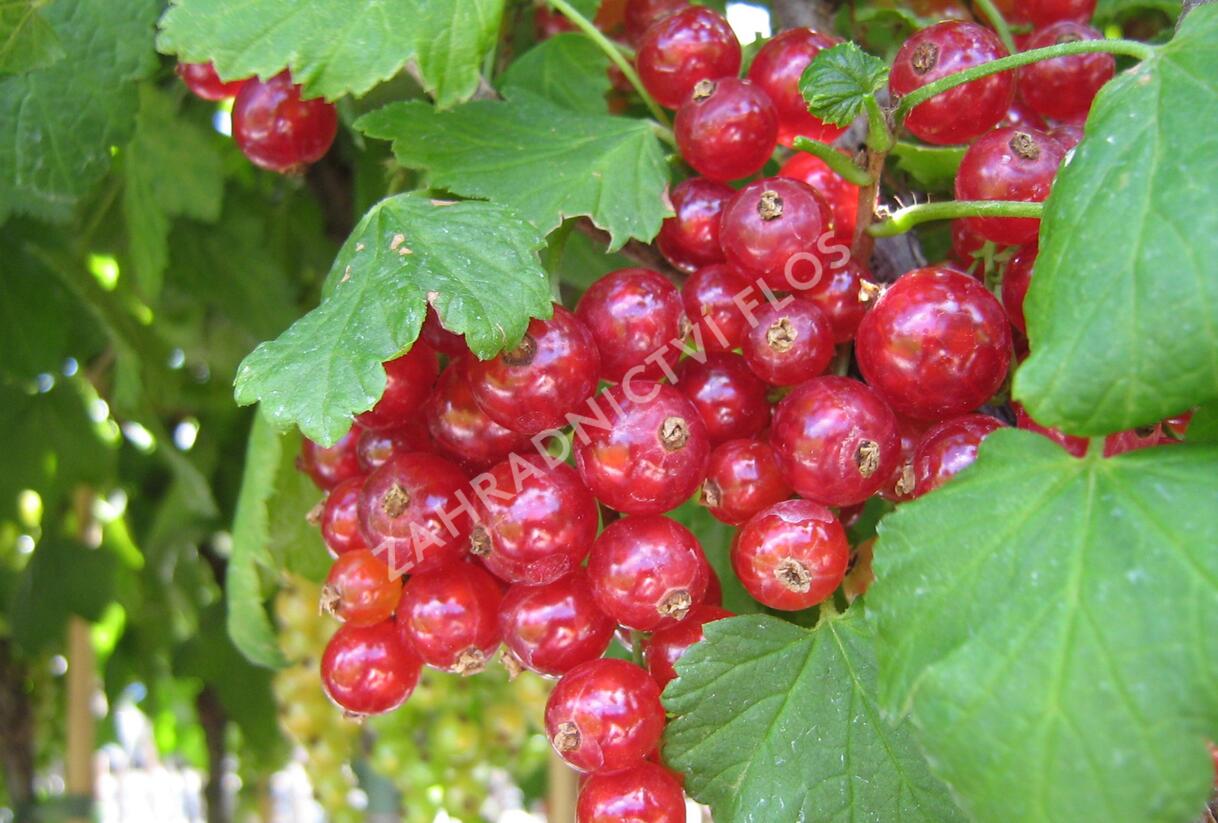 Rybíz červený 'Losan' - Ribes rubrum 'Losan'