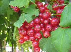 Rybíz červený 'Losan' - Ribes rubrum 'Losan'