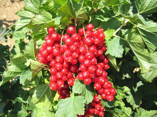 Rybíz červený 'Losan' - Ribes rubrum 'Losan'