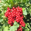 Rybíz červený 'Losan' - Ribes rubrum 'Losan'