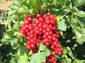 Rybíz červený 'Losan' - Ribes rubrum 'Losan'