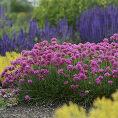 Trávnička trsnatá 'New Zealand Form' - Armeria juniperifolia 'New Zealand Form'