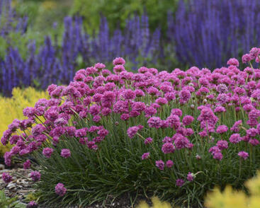 Trávnička trsnatá 'New Zealand Form'