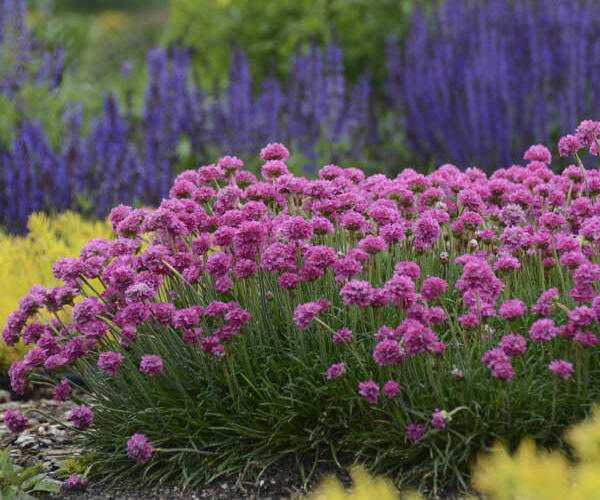 Trávnička trsnatá 'New Zealand Form' - Armeria juniperifolia 'New Zealand Form'