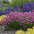 travnicka-trsnata-new-zealand-form.jpg
