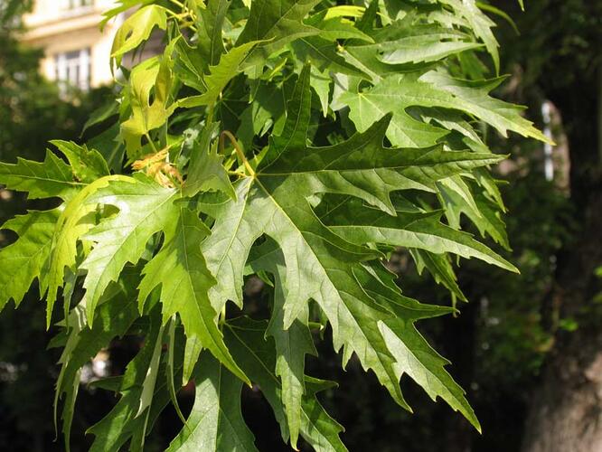 Javor stříbrný 'Wieri Laciniatum' - Acer saccharinum 'Wieri Laciniatum'