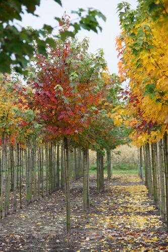 Javor červený 'October Glory' - Acer rubrum 'October Glory'