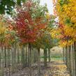 Javor červený 'October Glory' - Acer rubrum 'October Glory'