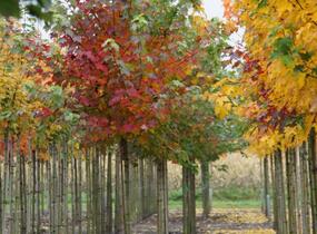Javor červený 'October Glory' - Acer rubrum 'October Glory'