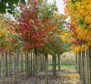 Javor červený 'October Glory' - Acer rubrum 'October Glory'