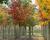 Javor červený 'October Glory'