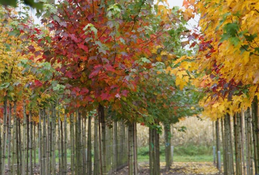 Javor červený 'October Glory' - Acer rubrum 'October Glory'