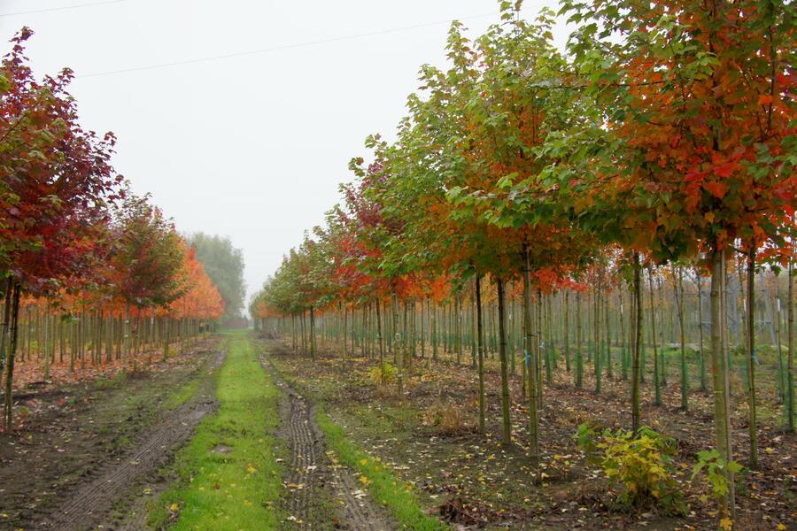 Javor červený 'October Glory' - Acer rubrum 'October Glory'