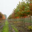 Javor červený 'October Glory' - Acer rubrum 'October Glory'