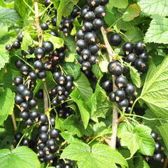 Rybíz černý 'Favorit' - Ribes nigrum 'Favorit'