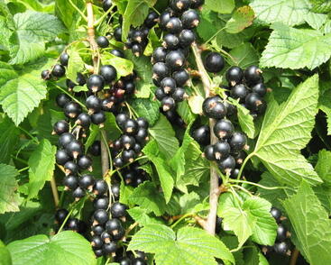 Rybíz černý 'Favorit'