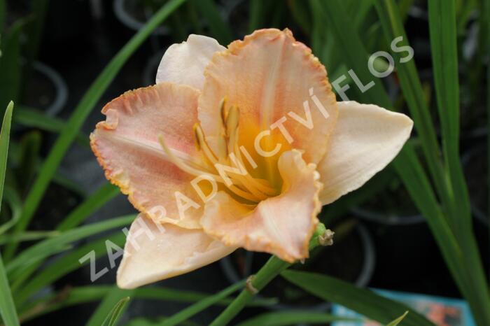 Denivka 'Spacecoast Early Bird' - Hemerocallis 'Spacecoast Early Bird'