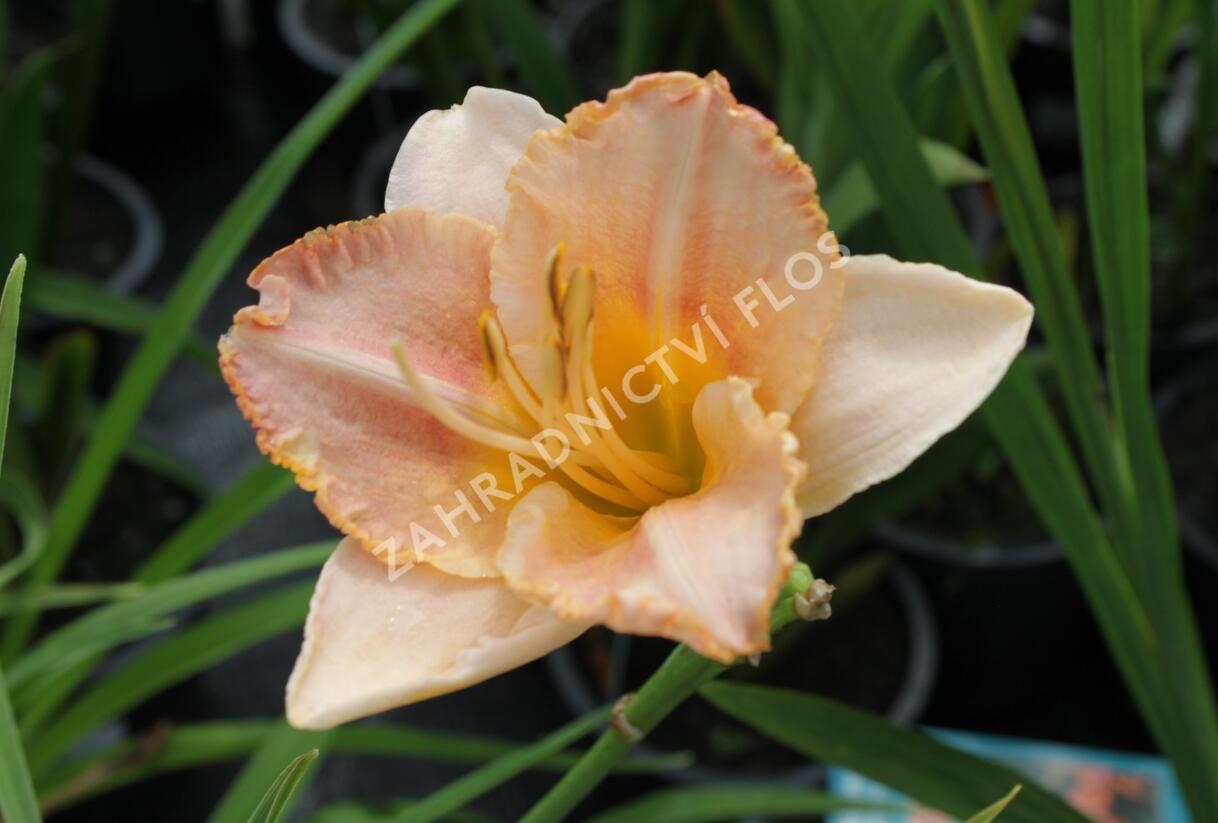 Denivka 'Spacecoast Early Bird' - Hemerocallis 'Spacecoast Early Bird'