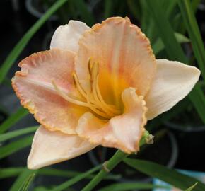 Denivka 'Spacecoast Early Bird' - Hemerocallis 'Spacecoast Early Bird'