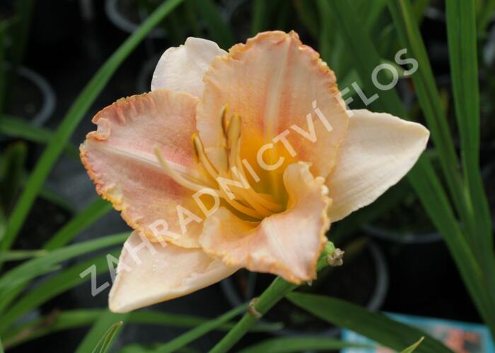 Denivka 'Spacecoast Early Bird' - Hemerocallis 'Spacecoast Early Bird'