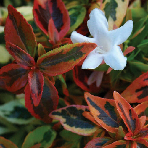 Abélie velkokvětá 'Kaleidoscope' - Abelia grandiflora 'Kaleidoscope'