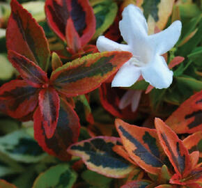 Abélie velkokvětá 'Kaleidoscope' - Abelia grandiflora 'Kaleidoscope'