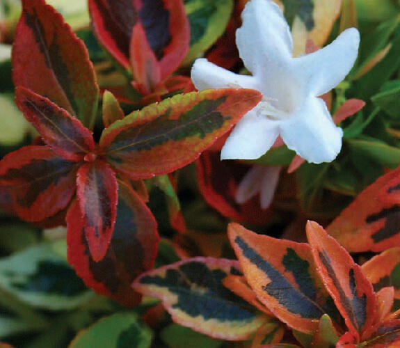 Abélie velkokvětá 'Kaleidoscope' - Abelia grandiflora 'Kaleidoscope'