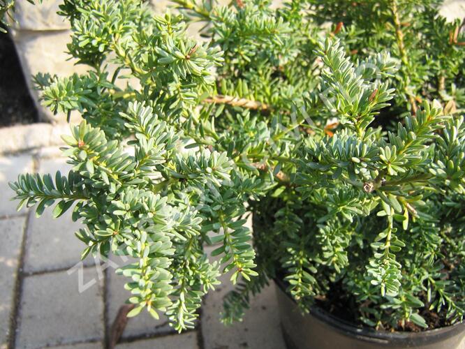 Nohoplod Lawrencův 'Blue Gem' - Podocarpus lawrencei 'Blue Gem'