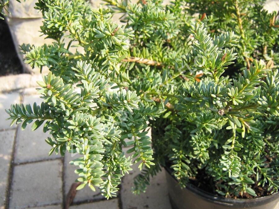 Nohoplod Lawrencův 'Blue Gem' - Podocarpus lawrencei 'Blue Gem'