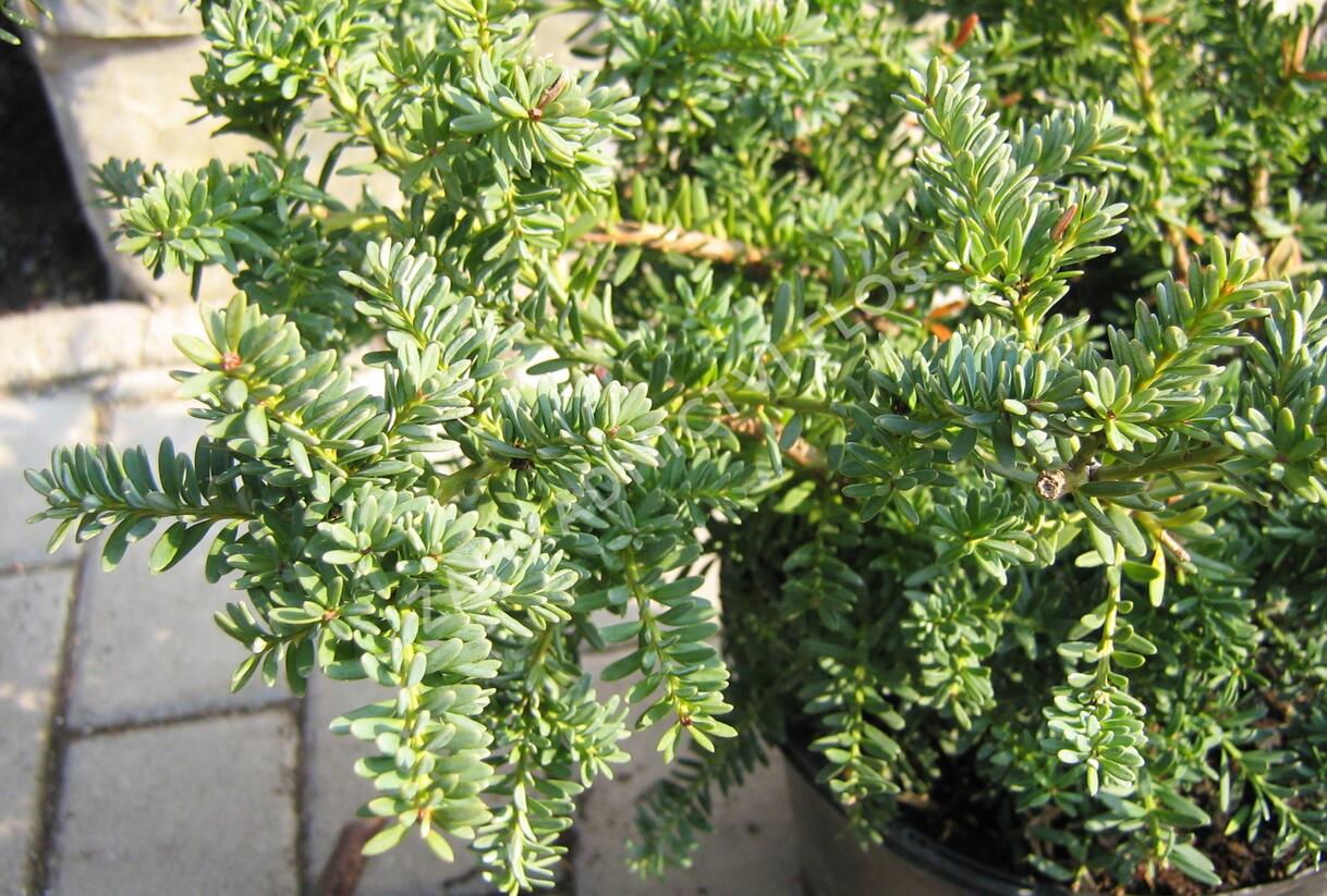 Nohoplod Lawrencův 'Blue Gem' - Podocarpus lawrencei 'Blue Gem'