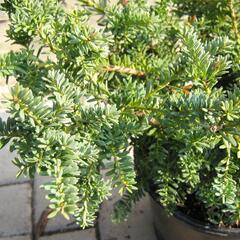 Nohoplod Lawrencův 'Blue Gem' - Podocarpus lawrencei 'Blue Gem'