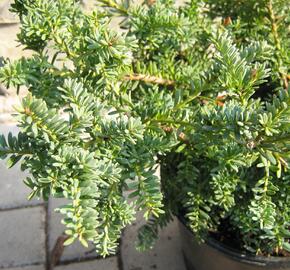 Nohoplod Lawrencův 'Blue Gem' - Podocarpus lawrencei 'Blue Gem'