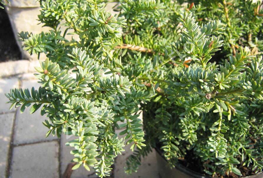 Nohoplod Lawrencův 'Blue Gem' - Podocarpus lawrencei 'Blue Gem'