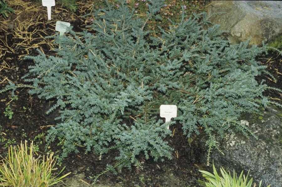 Nohoplod Lawrencův 'Blue Gem' - Podocarpus lawrencei 'Blue Gem'
