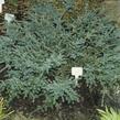 Nohoplod Lawrencův 'Blue Gem' - Podocarpus lawrencei 'Blue Gem'