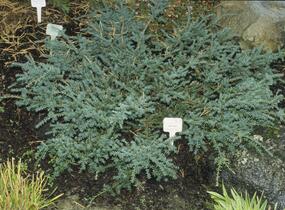 Nohoplod Lawrencův 'Blue Gem' - Podocarpus lawrencei 'Blue Gem'