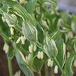 Kokořík mnohokvětý 'Variegatum' - Polygonatum multiflorum 'Variegatum'