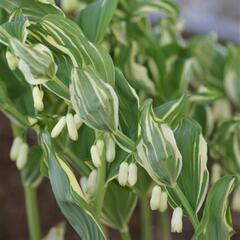 Kokořík mnohokvětý 'Variegatum' - Polygonatum multiflorum 'Variegatum'