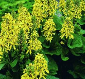 Popelivka 'Little Lantern' - Ligularia 'Little Lantern'